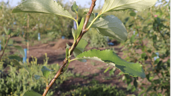 Poplar field tree close up
