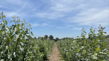 Poplar trees in control site