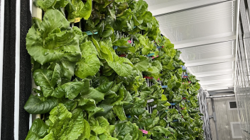 Lettuce grown in the Vertical Farm