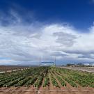 Lettuce fields in Maricopa