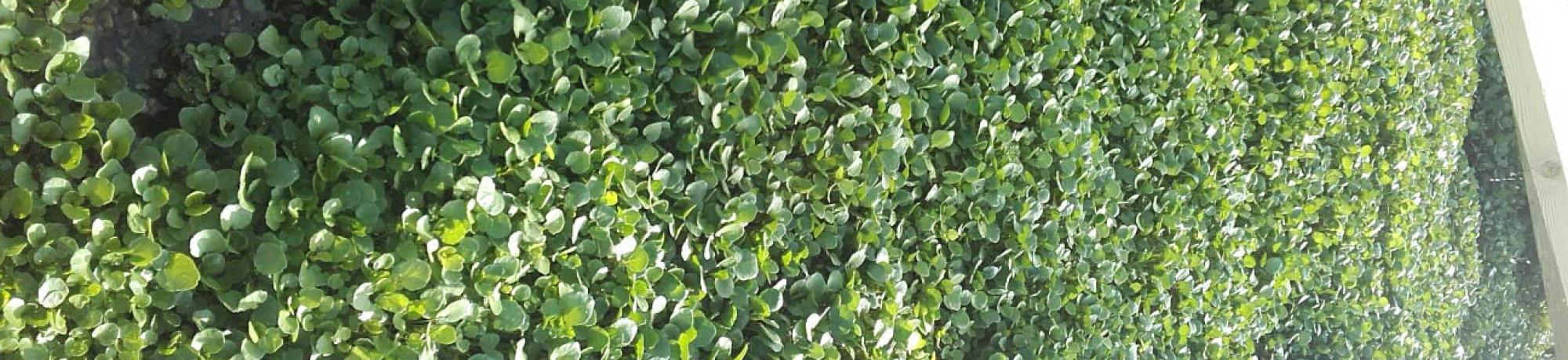 watercress